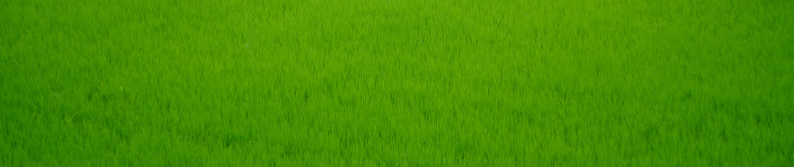 Rice field